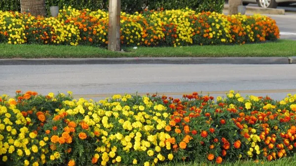 Number One Lawn Service Logo