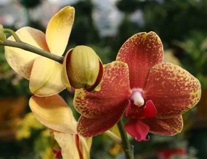 Affordable landscape design for year-round maintenance in Georgetown, MA by Nunan Florist & Greenhouses