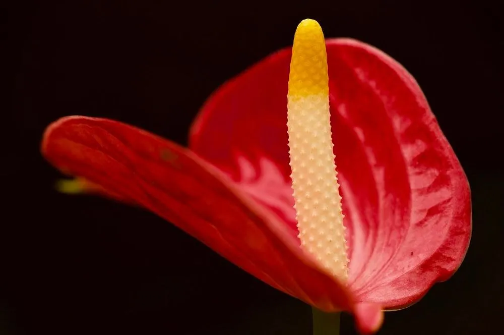 Reliable lawn care service near you across Georgetown, MA - Nunan Florist & Greenhouses