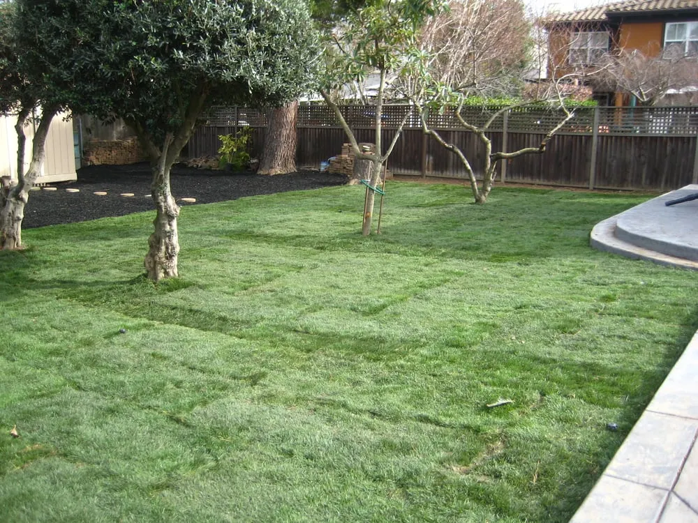 Top-rated yard maintenance in Newark, CA - Nunes Landscape Management