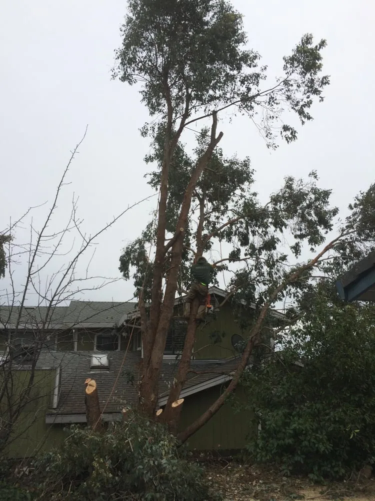 Reliable yard maintenance with custom design in Shingle Springs, CA by Nunez concrete