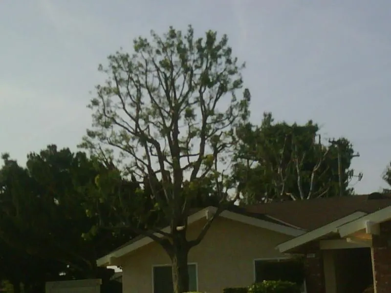 Affordable garden landscaping in Shingle Springs, CA - Nunez concrete