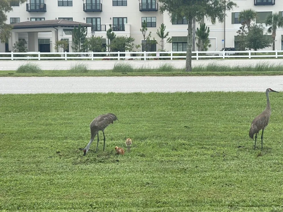 Reliable lawn mowing service experts serving Palmetto, FL - Nunez Land Service