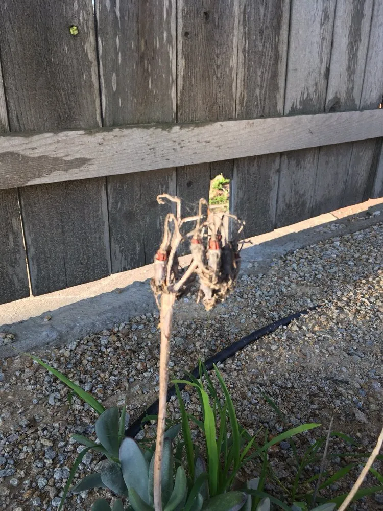 Custom yard maintenance experts serving Los Osos, CA - Nunez Maintenace Services