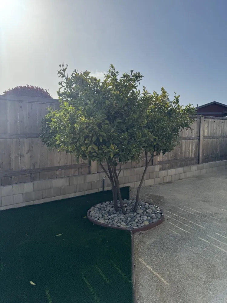 Reliable landscape design for year-round maintenance across Los Osos, CA - Nunez Maintenace Services