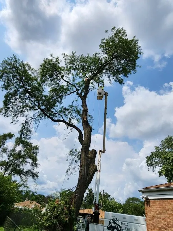 Reliable yard cleanup service in Pullman, MI - Nunez Mowing and Tree Service