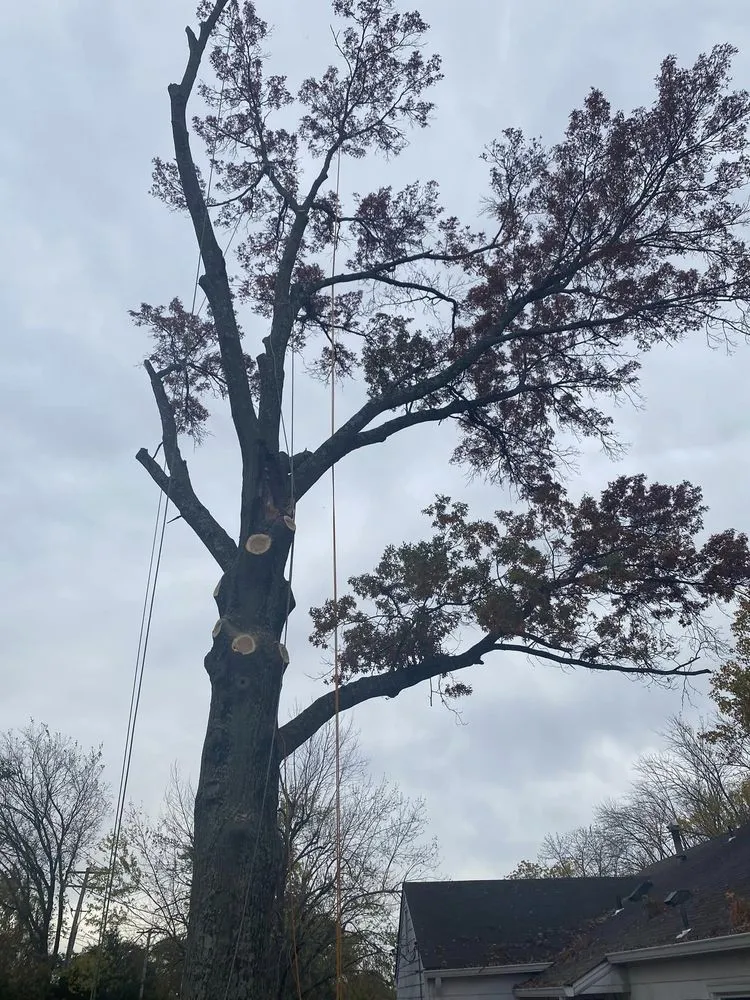 Trusted lawn care service for outdoor upgrades across Fenton, MO - Nunez Tree & Landscaping