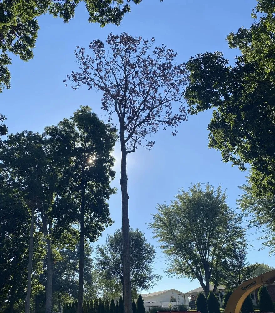 Professional yard maintenance for year-round maintenance in Fenton, MO by Nunez Tree & Landscaping