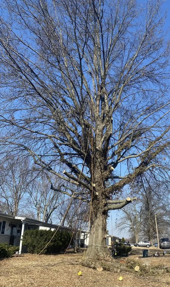 Expert landscape design for outdoor upgrades in Fenton, MO by Nunez Tree & Landscaping