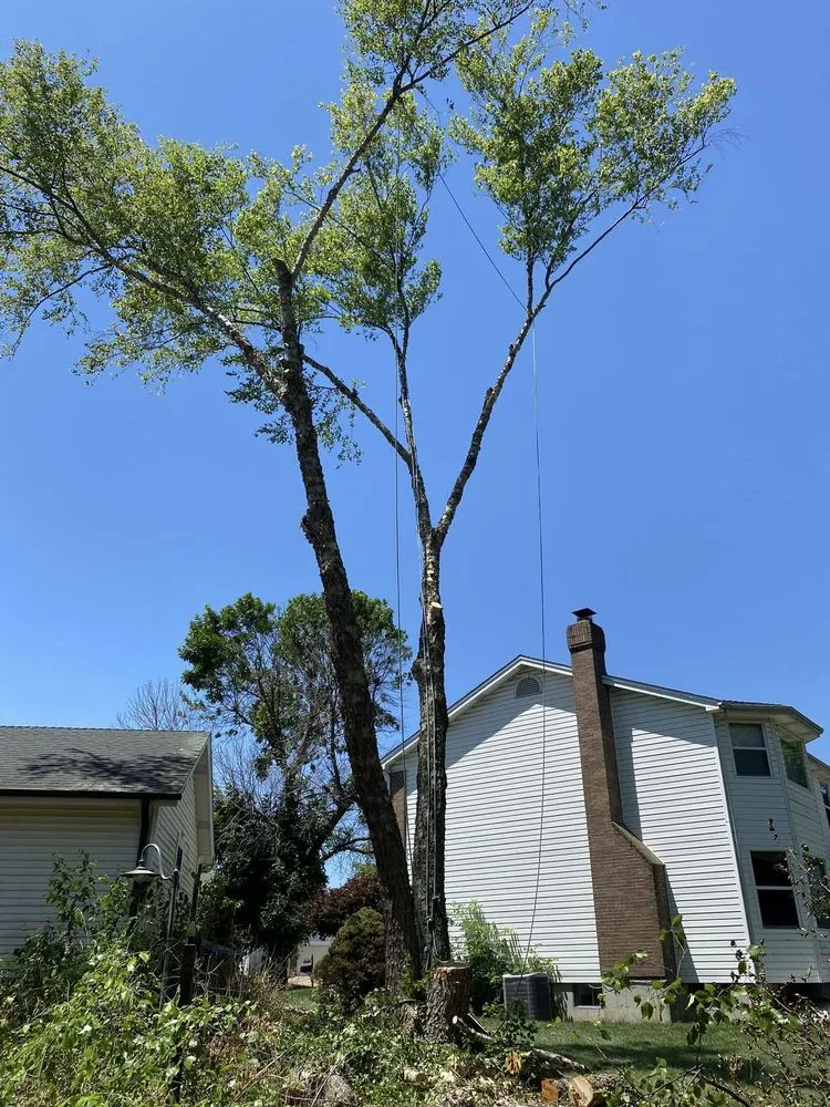 Expert yard maintenance experts serving Fenton, MO - Nunez Tree & Landscaping