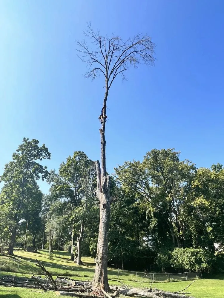 Expert residential landscaping in Fenton, MO by Nunez Tree & Landscaping