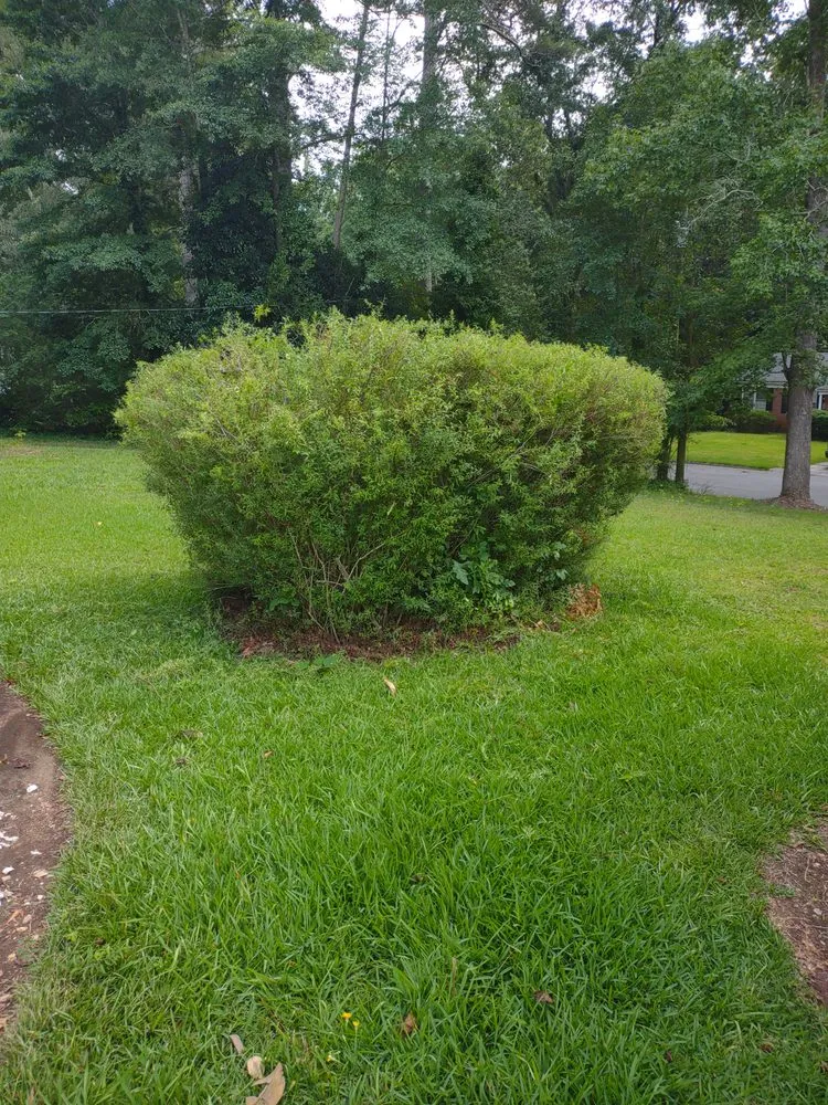 Local yard cleanup service in Griffin, GA by Nunn Better Landscaping