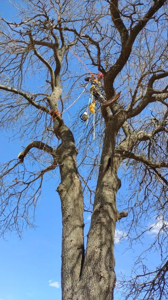 Professional lawn mowing service with custom design across Lawton, OK - Nunn Tree Service