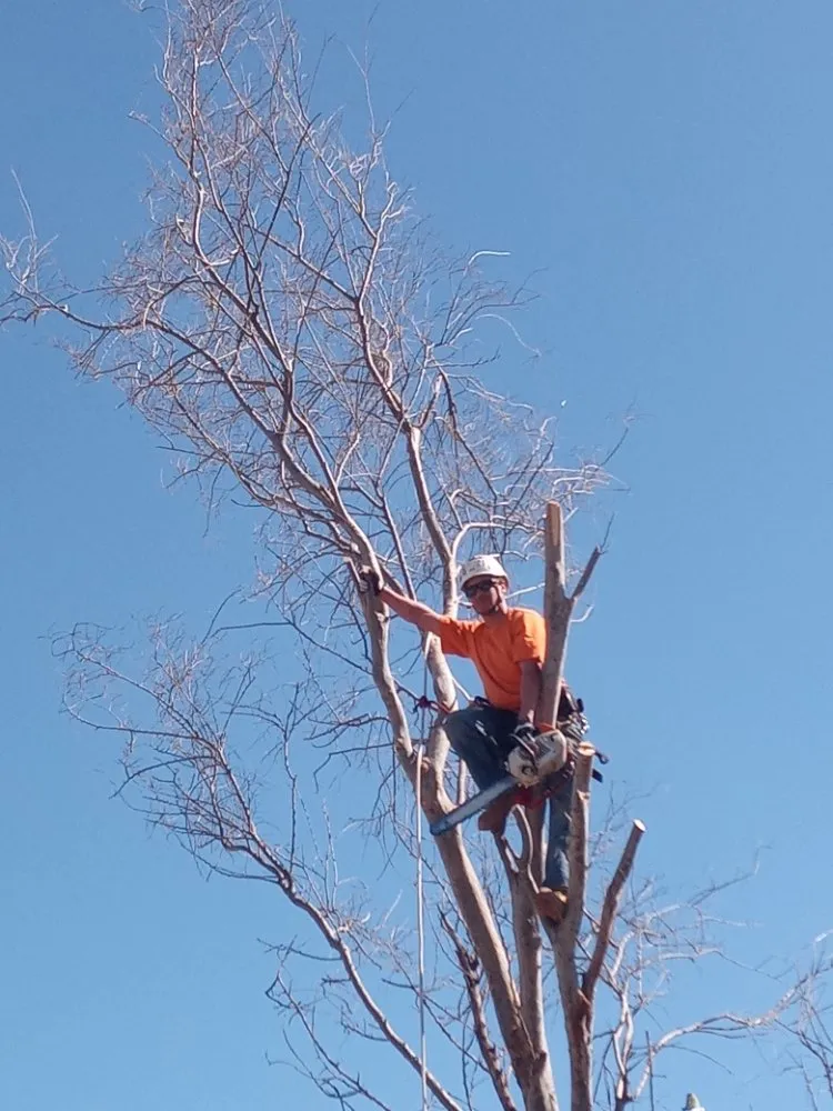 Affordable landscape design experts serving Lawton, OK - Nunn Tree Service