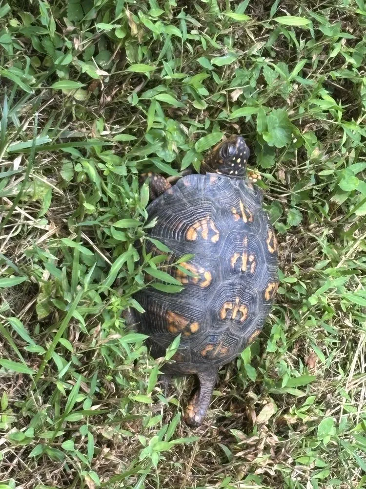 Local lawn mowing service in Manassas, VA - Nur’s Landscaping