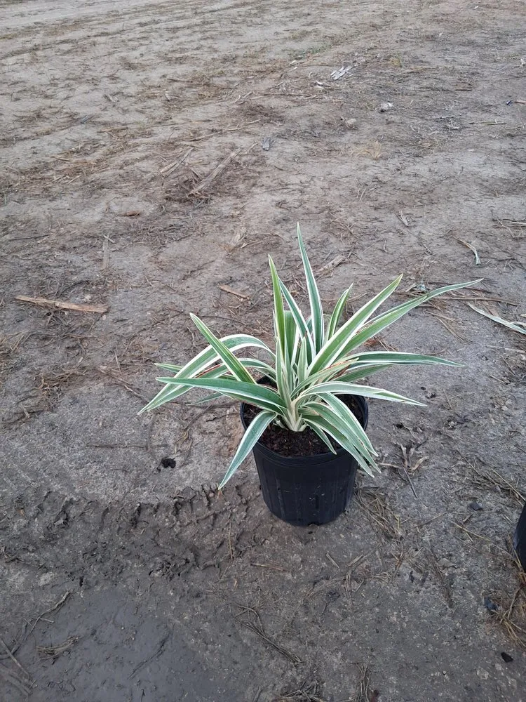 Local residential landscaping near you in Richmond West, FL by Nursery & Landscaping Balta