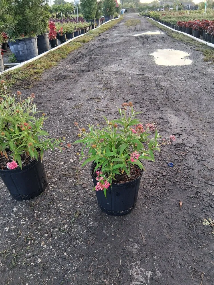 Reliable yard cleanup service experts serving Richmond West, FL - Nursery & Landscaping Balta