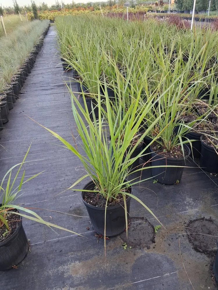 Local landscape installation with custom design across Richmond West, FL - Nursery & Landscaping Balta