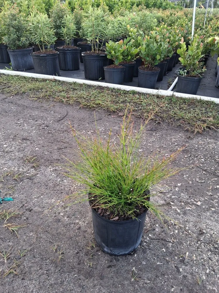 Expert residential landscaping for outdoor upgrades in Richmond West, FL by Nursery & Landscaping Balta