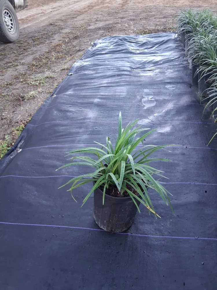 Affordable yard cleanup service for year-round maintenance in Richmond West, FL by Nursery & Landscaping Balta