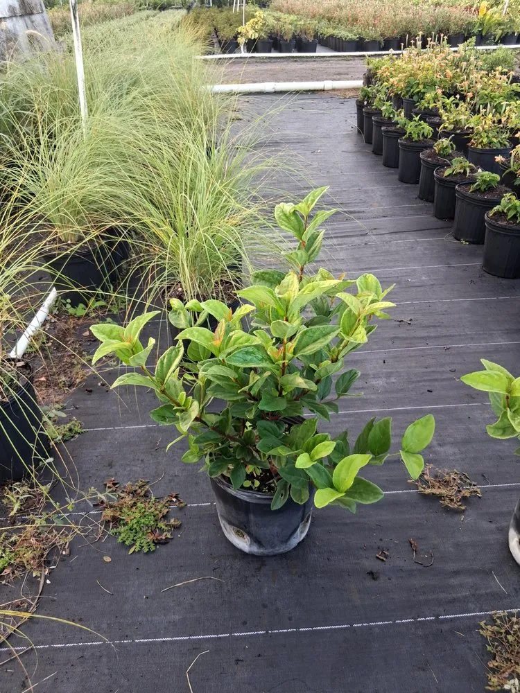 Top-rated outdoor landscaping experts serving Richmond West, FL - Nursery & Landscaping Balta