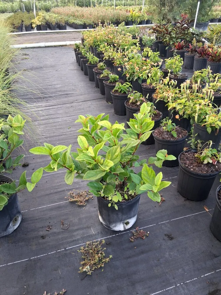 Custom outdoor landscaping for homes across Richmond West, FL - Nursery & Landscaping Balta