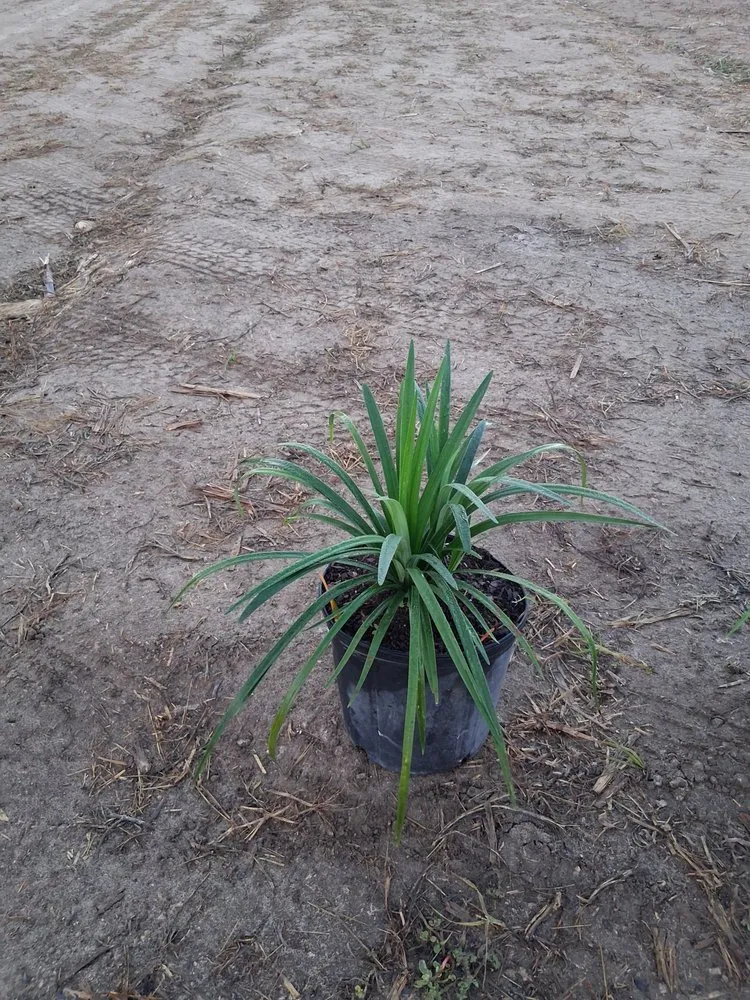 Professional outdoor landscaping experts serving Richmond West, FL - Nursery & Landscaping Balta