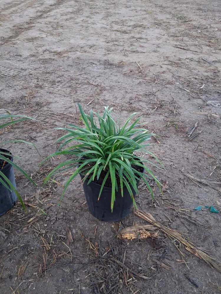 Expert yard maintenance for year-round maintenance across Richmond West, FL - Nursery & Landscaping Balta