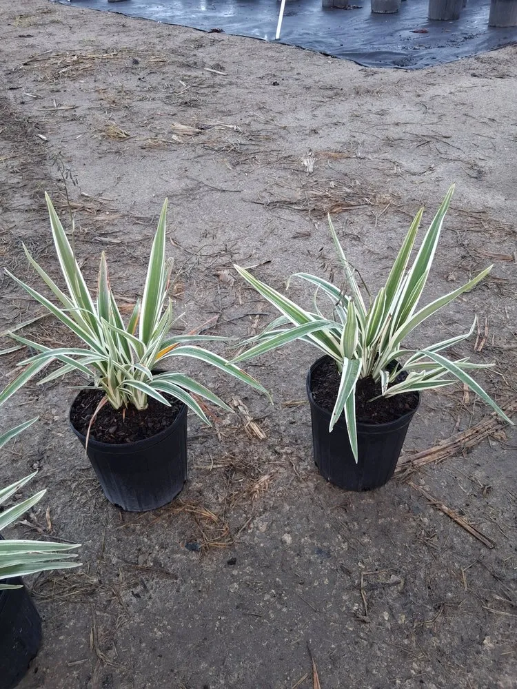 Affordable landscape installation for homes in Richmond West, FL by Nursery & Landscaping Balta