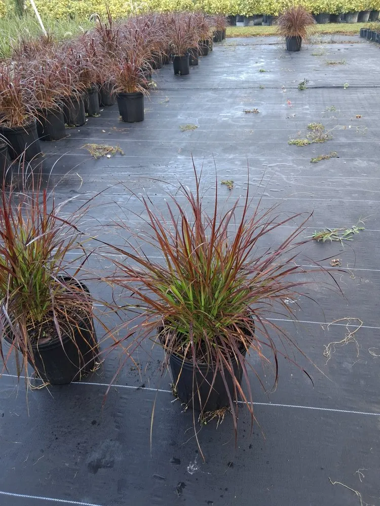 Affordable lawn care service experts serving Richmond West, FL - Nursery & Landscaping Balta