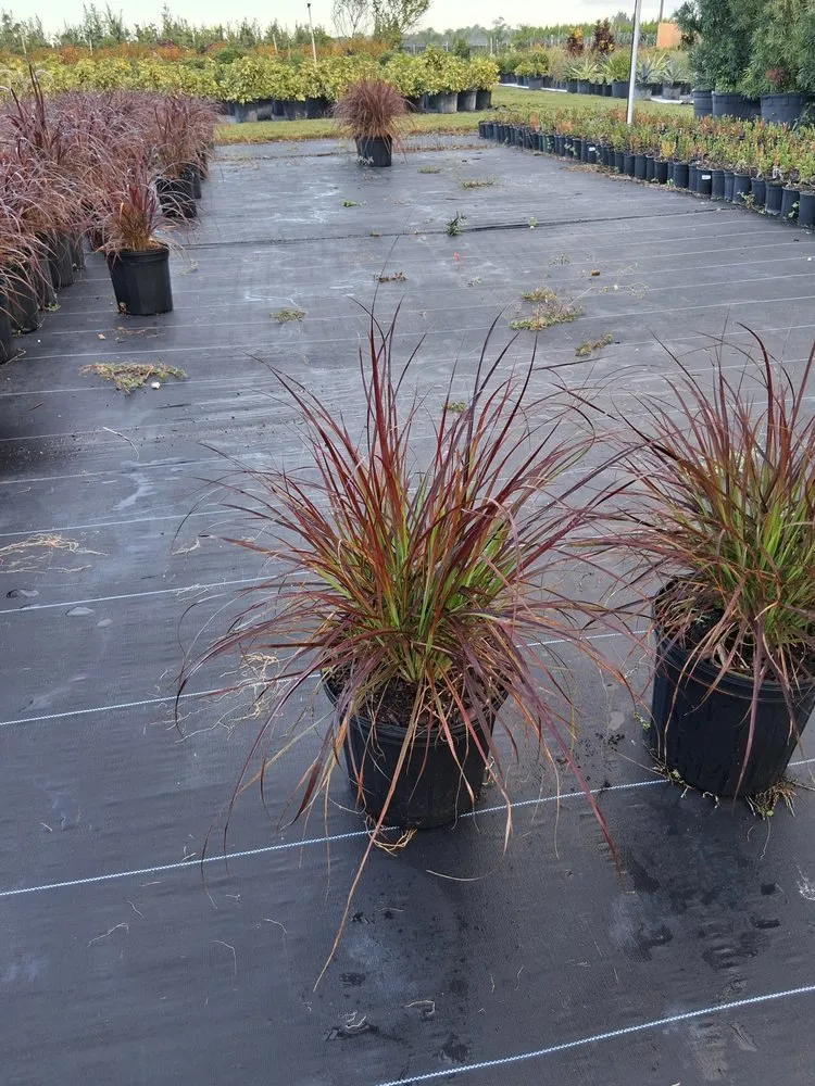 Local residential landscaping in Richmond West, FL - Nursery & Landscaping Balta