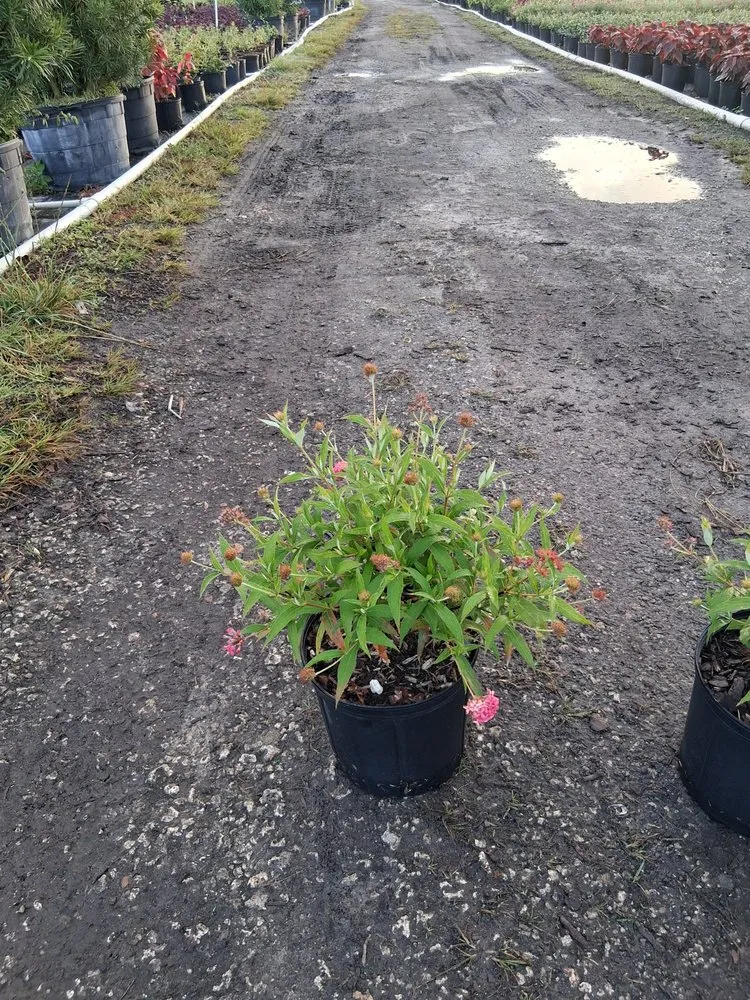 Expert yard maintenance for outdoor upgrades in Richmond West, FL by Nursery & Landscaping Balta