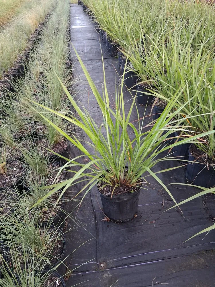 Reliable lawn mowing service in Richmond West, FL by Nursery & Landscaping Balta