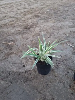 Nursery & Landscaping Balta