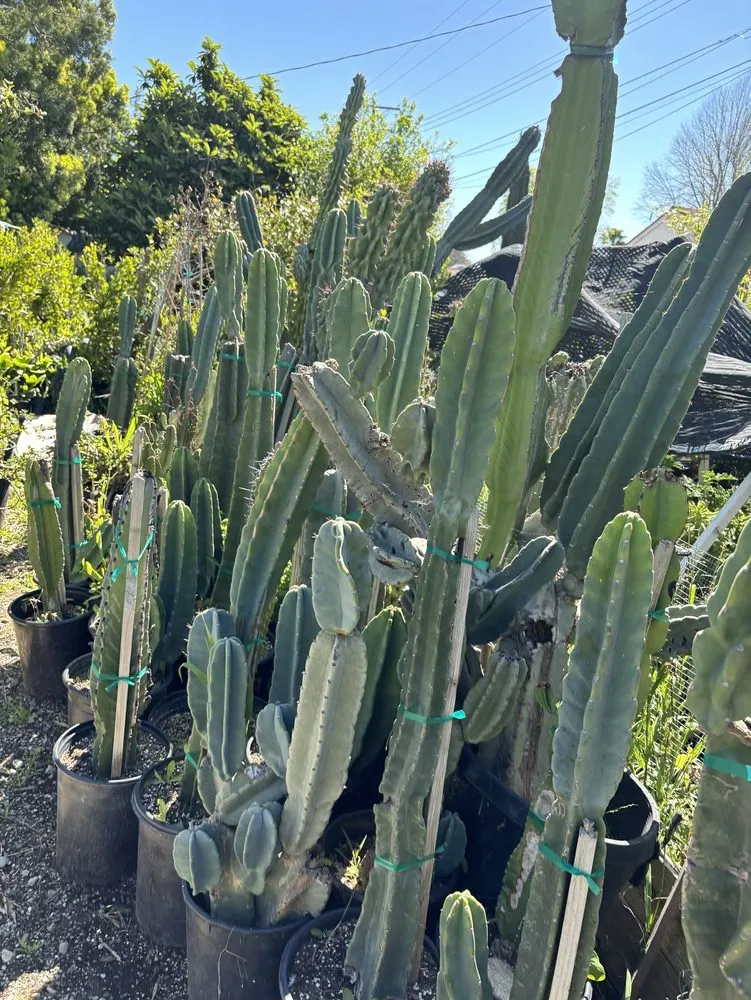 Trusted landscaping services for homes across Northridge, CA - Nursery Gardenia