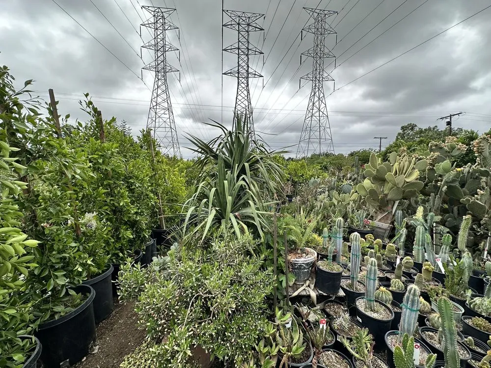 Custom landscape design for outdoor upgrades across Northridge, CA - Nursery Gardenia