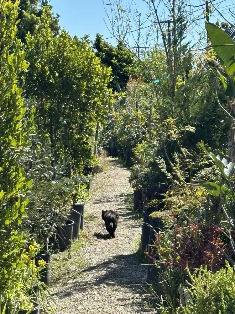 Top-rated residential landscaping experts serving Northridge, CA - Nursery Gardenia