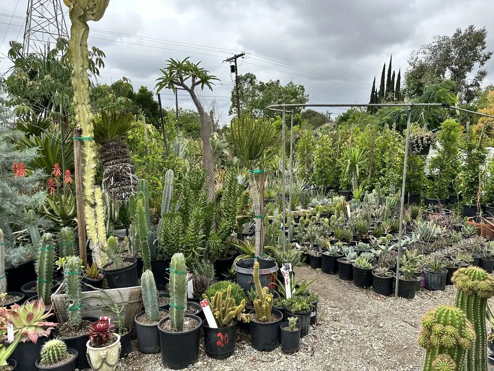 Professional residential landscaping experts serving Northridge, CA - Nursery Gardenia