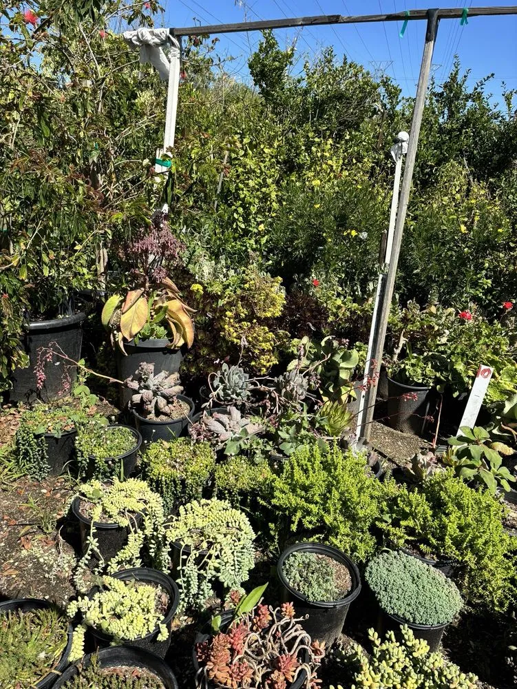 Affordable lawn mowing service in Northridge, CA by Nursery Gardenia