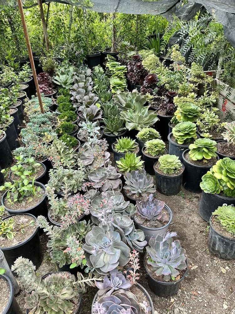 Expert lawn care service in Northridge, CA - Nursery Gardenia