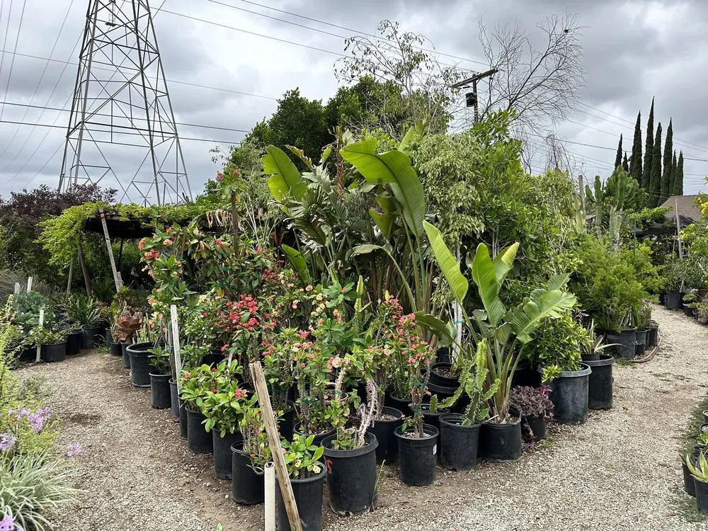 Affordable landscaping services for beautiful yards in Northridge, CA by Nursery Gardenia