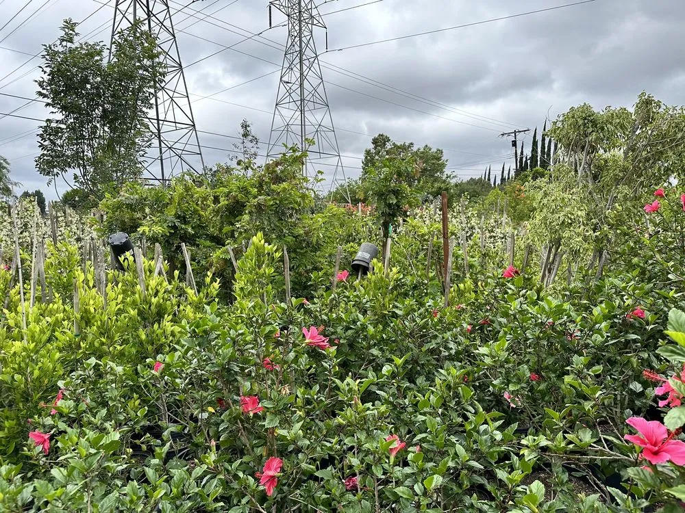 Local landscape design for beautiful yards across Northridge, CA - Nursery Gardenia