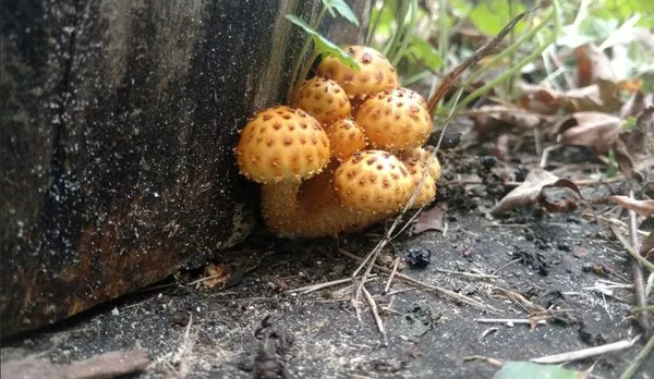 Nutmeg Tree Service & Ground Care