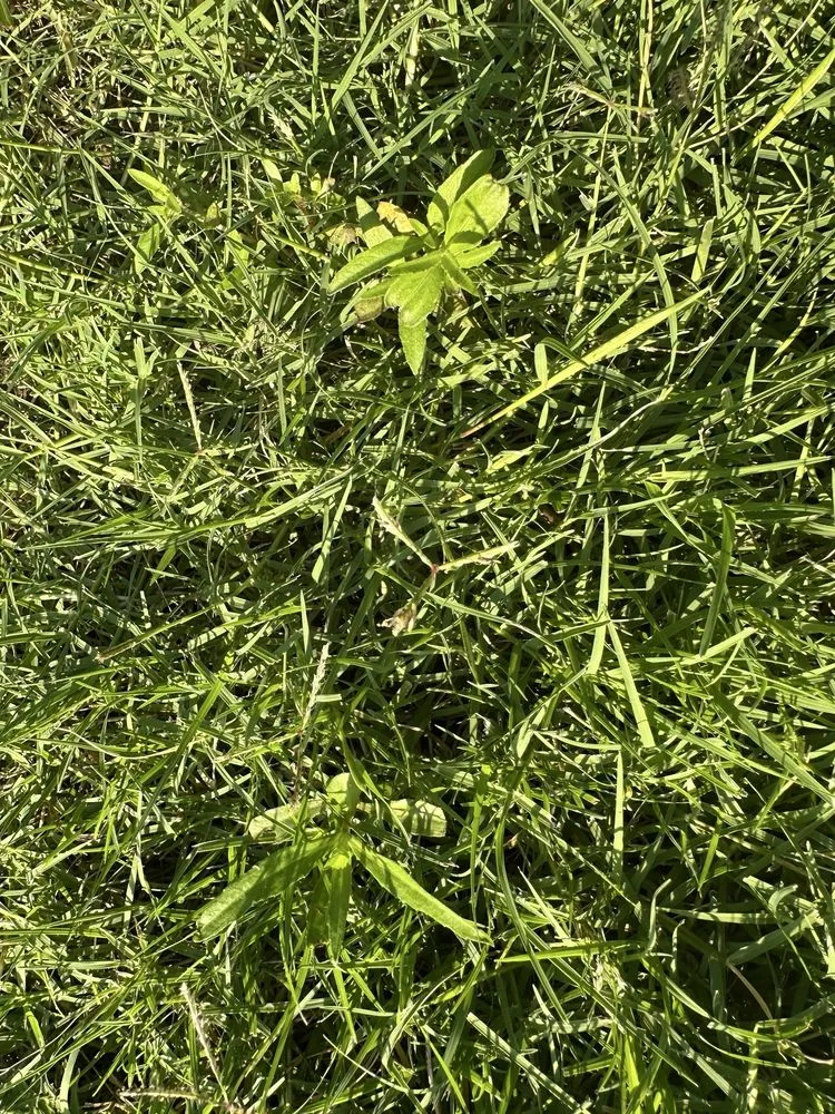 Affordable lawn care service experts serving Tulsa, OK - Nutri-Green Lawn Care