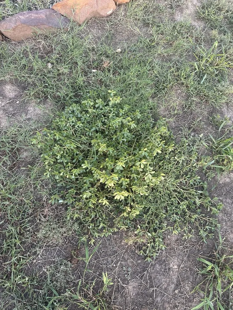 Professional yard maintenance with custom design across Tulsa, OK - Nutri-Green Lawn Care