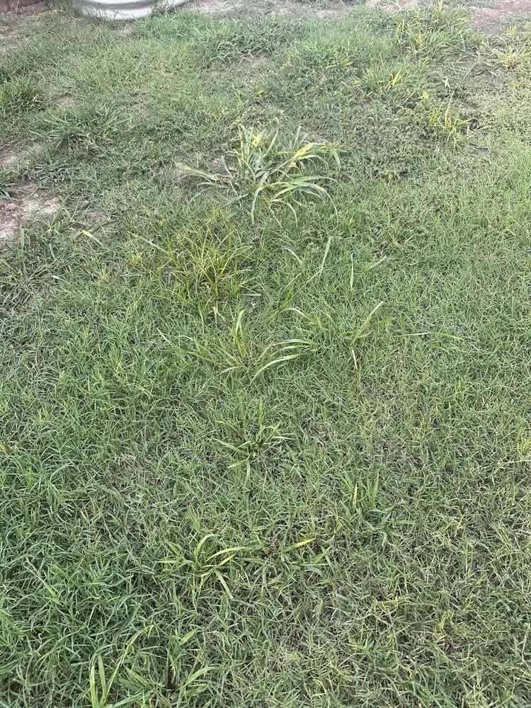 Local yard maintenance in Tulsa, OK - Nutri-Green Lawn Care