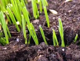 Expert yard cleanup service for outdoor upgrades in Tulsa, OK by Nutri-Green Lawn Care