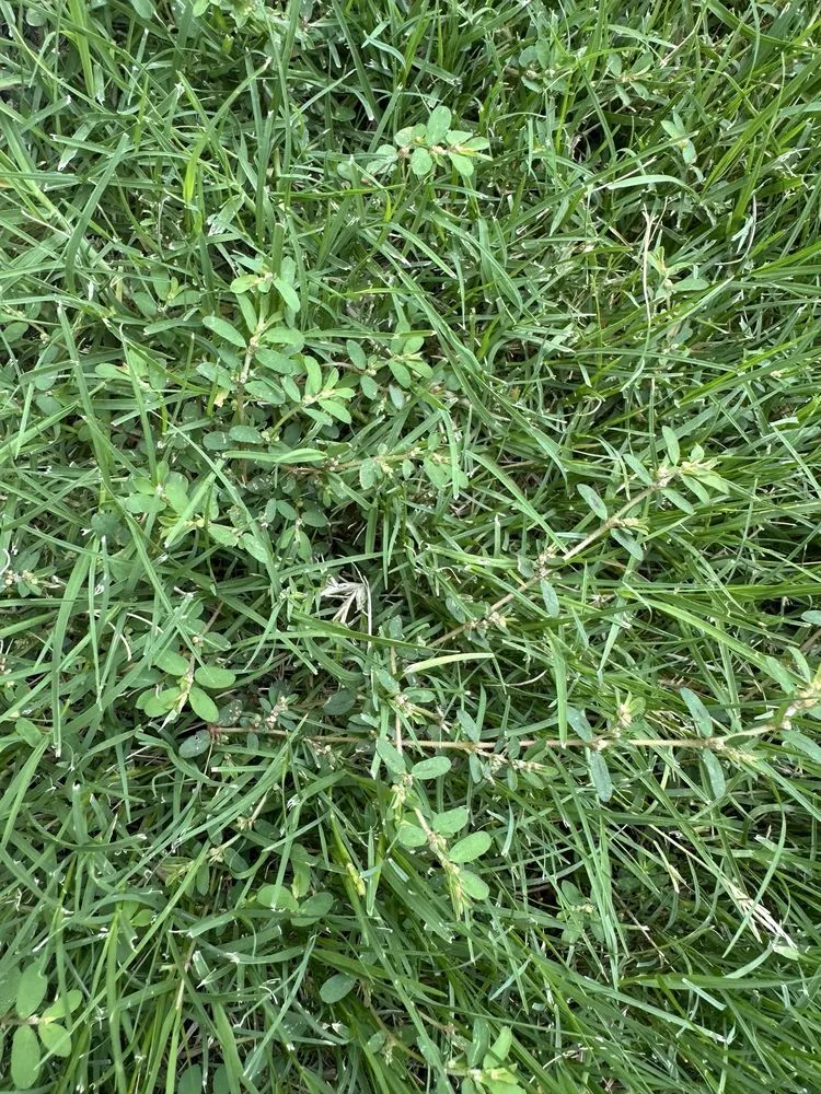 Affordable landscape installation experts serving Tulsa, OK - Nutri-Green Lawn Care