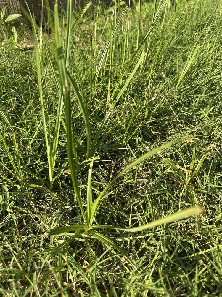 Expert landscape installation experts serving Tulsa, OK - Nutri-Green Lawn Care