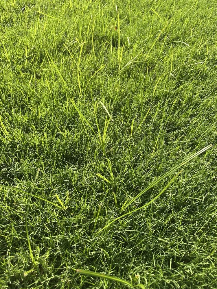 Top-rated garden landscaping in Tulsa, OK by Nutri-Green Lawn Care